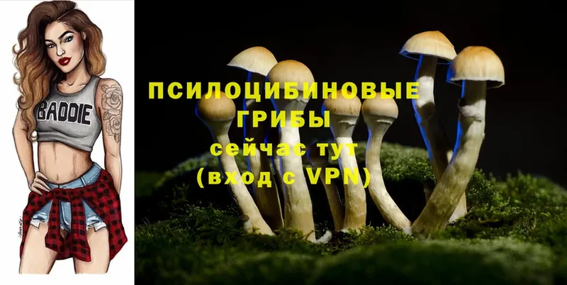 закладки  Рыбное  Галлюциногенные грибы MAGIC MUSHROOMS 